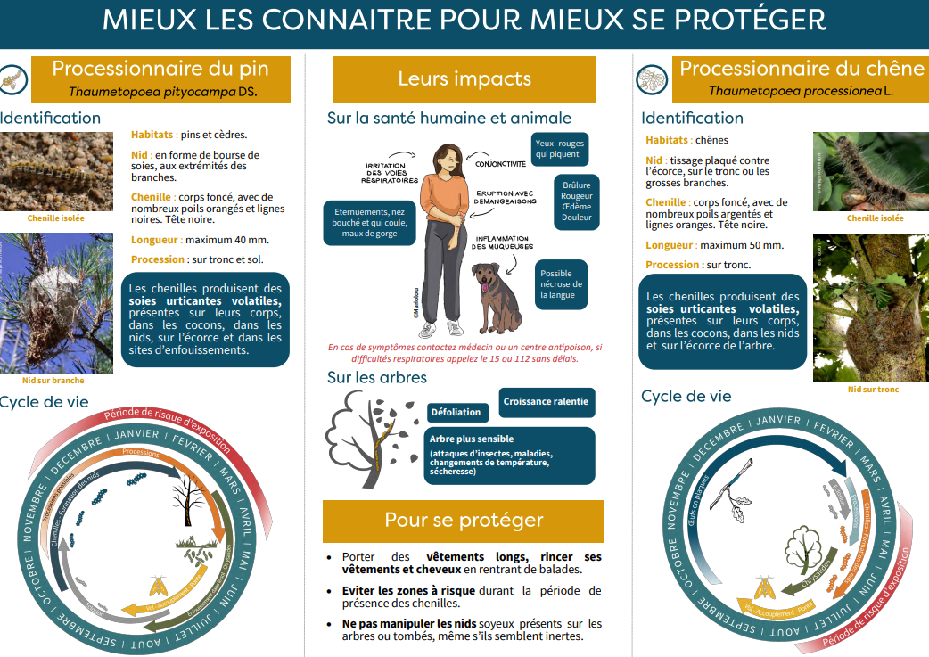 chenilles_processionnaires-2.png