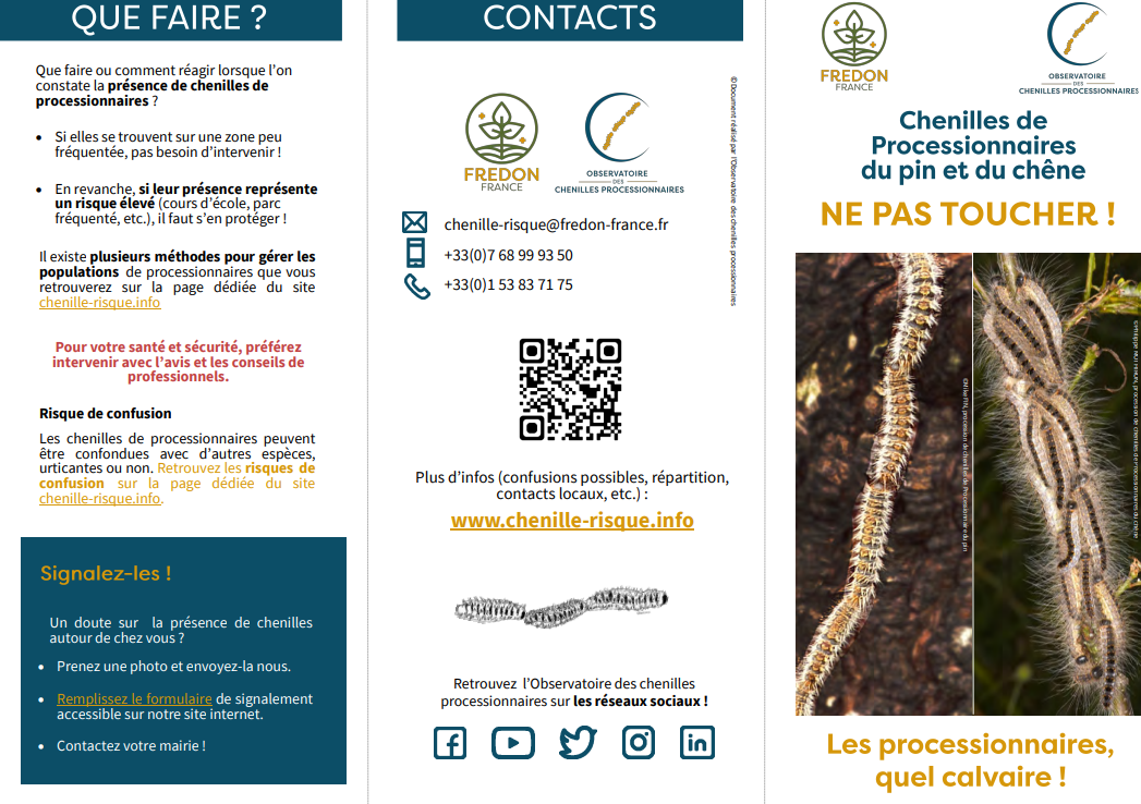 chenilles_processionnaires-1.png